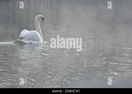 Londres, Royaume-Uni. 12 janvier 2025. Météo britannique. Un cygne seul nage dans le brouillard sur le canal de Lee Valley alors que le brouillard glacial et la glace continuent dans tout le Royaume-Uni. Crédit : Flavia Brilli/Alamy Live News Banque D'Images