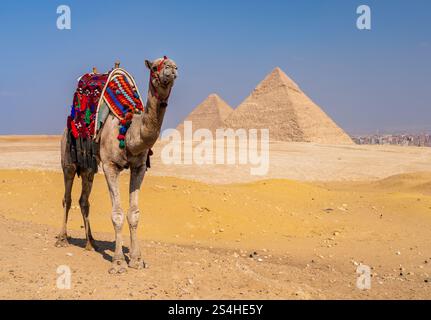Moins de touristes venant aux chameaux avec des guerres au moyen-Orient. Chameau unique debout devant un désert vide par des pyramides Banque D'Images