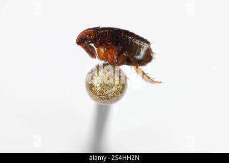 Super macro gros plan de puce brune, Siphonaptera sur la tête d'une épingle. Il survit en tant que parasite externe de succion de sang des mammifères et des oiseaux. Banque D'Images