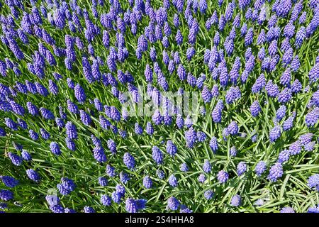 Gros plan de belles fleurs bleues de Muscari armeniacum en pleine floraison. Un champ de jacinthes de raisin de jardin violettes Banque D'Images