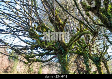 Arbre avec de la mousse sur ses branches en hiver dans une forêt Banque D'Images