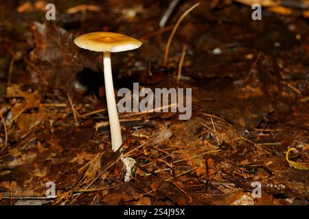 Amanita fulva poussant dans la forêt, Québec, Canada. Banque D'Images