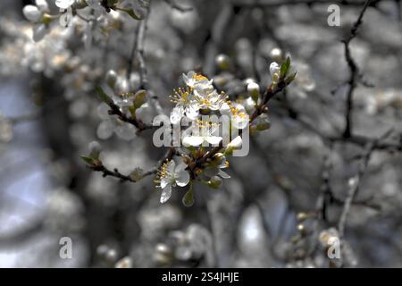 Le printemps murmure à travers les délicates fleurs de la nature, un doux rappel de la beauté dans la simplicité. Banque D'Images