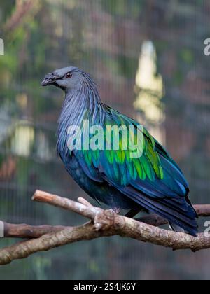 Pigeon Nicobar ou colombe Nicobar. Vu au zoo de Brevard, Melbourne, FL, États-Unis Banque D'Images