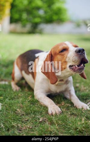 Chien beagle aboyant fort sur l'herbe verte de prairie Banque D'Images