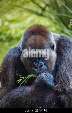 Un gorille mange une feuille. Concept de curiosité et comportement naturel. La vue rapprochée du gorille permet au spectateur d'apprécier sa taille et ses caractéristiques Banque D'Images