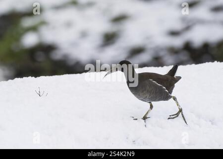 Moorhen (Gallinula chloropus) avec proie dans son bec marche seul sur une zone enneigée dans une scène hivernale, Hesse, Allemagne, Europe Banque D'Images