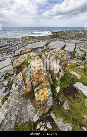 Dalles de calcaire de forme bizarre, sentier de randonnée le long de la côte, côte calcaire du Burren, point de vue de Murrooghtoohy, comté de Clare, Wild Atlanti Banque D'Images