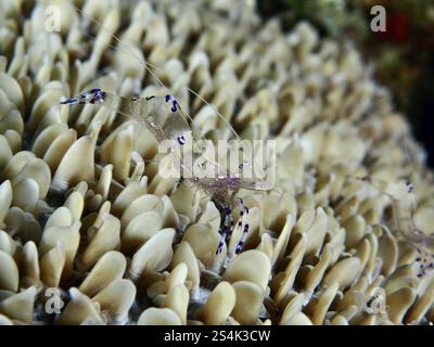 Crevette partenaire anémone Saravati transparente (Ancylomenes sarasvati) sur structure dense de coraux beiges dans la mer, site de plongée Gondol East, Penyapangan Banque D'Images