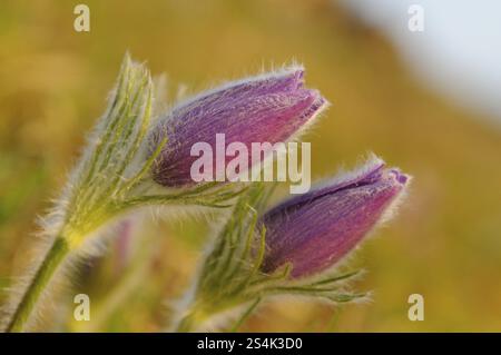 Deux fleurs violettes se plient légèrement dans la douce lumière, fleur Pasque (Pulsatilla vulgaris), Haut-Palatinat Banque D'Images