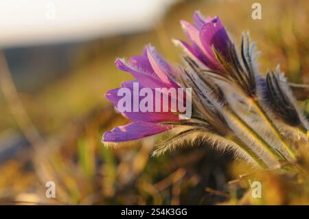 Vue latérale de plusieurs fleurs pasques violettes (Pulsatilla vulgaris) dans une lumière printanière, Haut-Palatinat Banque D'Images