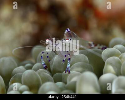 Transparent Saravati anémone partenaire crevette (Ancylomenes sarasvati) se trouve sur des structures vertes, en forme de bulles, site de plongée Spice Reef, Penyapangan, Bali, in Banque D'Images