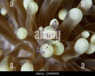 Crevette partenaire anémone Saravati transparente (Ancylomenes sarasvati) entourée de tentacules beiges d'une anémone de mer dans la mer, site de plongée Prapat, Penya Banque D'Images