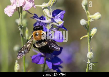 Gros plan de Bumblebee oriental (Bombus impatiens) collectant le pollen de fleur violette dans le jardin d'été Banque D'Images