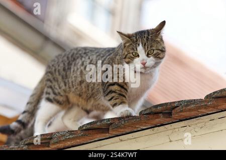 Un chat est assis sur le toit d'une maison et attend Banque D'Images