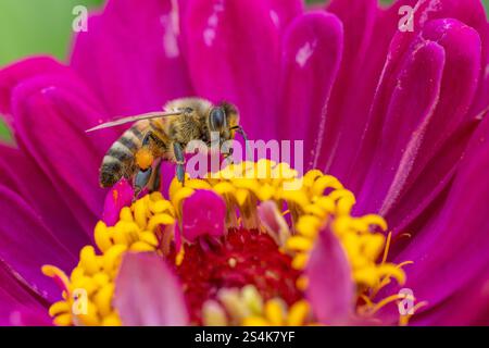 Gros plan de Honeybee (Apis mellifera) recueillant le pollen de fleur rose de jardin Banque D'Images