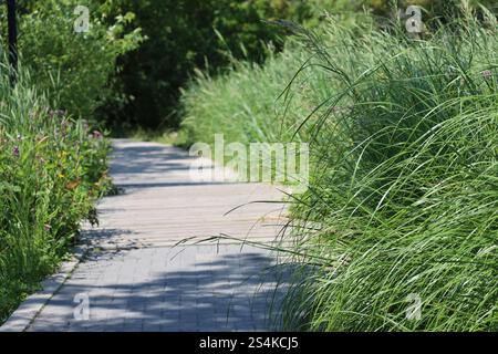 sentier pédestre et pont en bois serpentant à travers les hautes herbes et les buissons Banque D'Images