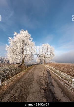 Paysage hivernal serein avec une route rurale couverte de gel flanquée d'arbres poussiéreux sous un ciel bleu clair. Banc en bois repose sous un grand mètre Banque D'Images