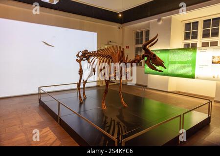 Buffle préhistorique au Danemark, au Musée national du Danemark à Copenhague Banque D'Images