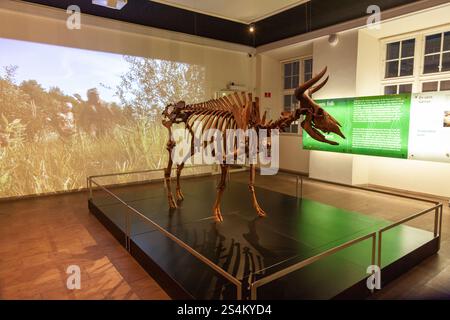 Buffle préhistorique au Danemark, au Musée national du Danemark à Copenhague Banque D'Images