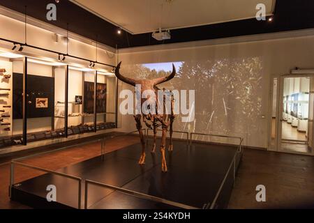 Buffle préhistorique au Danemark, au Musée national du Danemark à Copenhague Banque D'Images