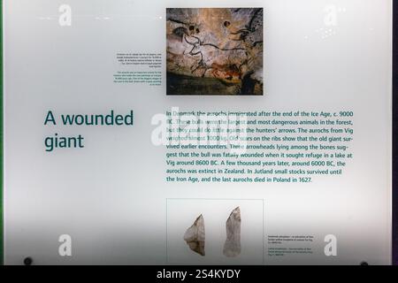 Buffle préhistorique au Danemark, au Musée national du Danemark à Copenhague Banque D'Images