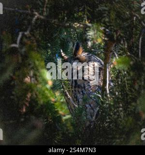 hibou moucheté à longues oreilles assis dans un sapin dense, hibou dort dans la cachette, branches d'épinette entourent l'oiseau de nuit, sieste l'après-midi dans l'arbre, contraste Banque D'Images