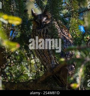 hibou moucheté à longues oreilles assis dans un sapin dense, hibou dort dans la cachette, branches d'épinette entourent l'oiseau de nuit, sieste l'après-midi dans l'arbre, contraste Banque D'Images