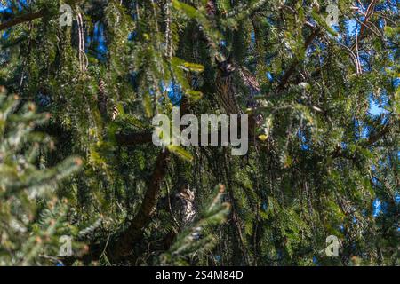 hibou moucheté à longues oreilles assis dans un sapin dense, hibou dort dans la cachette, branches d'épinette entourent l'oiseau de nuit, sieste l'après-midi dans l'arbre, contraste Banque D'Images