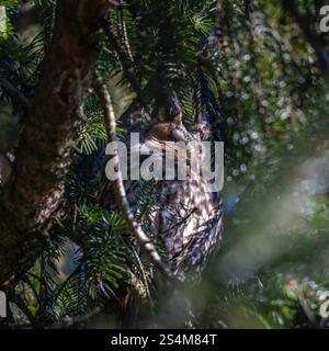hibou moucheté à longues oreilles assis dans un sapin dense, hibou dort dans la cachette, branches d'épinette entourent l'oiseau de nuit, sieste l'après-midi dans l'arbre, contraste Banque D'Images
