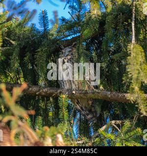 hibou moucheté à longues oreilles assis dans un sapin dense, hibou dort dans la cachette, branches d'épinette entourent l'oiseau de nuit, sieste l'après-midi dans l'arbre, contraste Banque D'Images