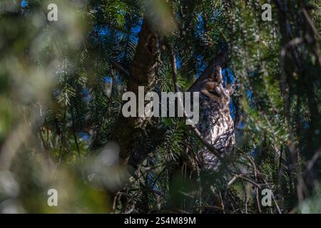 hibou moucheté à longues oreilles assis dans un sapin dense, hibou dort dans la cachette, branches d'épinette entourent l'oiseau de nuit, sieste l'après-midi dans l'arbre, contraste Banque D'Images