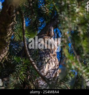 hibou moucheté à longues oreilles assis dans un sapin dense, hibou dort dans la cachette, branches d'épinette entourent l'oiseau de nuit, sieste l'après-midi dans l'arbre, contraste Banque D'Images