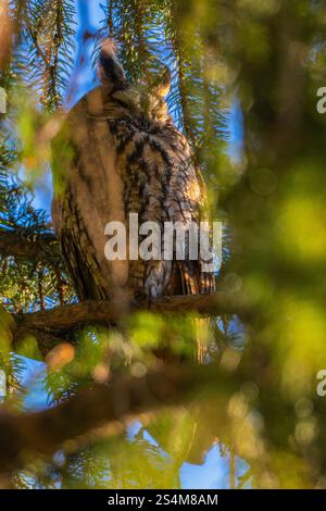 hibou moucheté à longues oreilles assis dans un sapin dense, hibou dort dans la cachette, branches d'épinette entourent l'oiseau de nuit, sieste l'après-midi dans l'arbre, contraste Banque D'Images