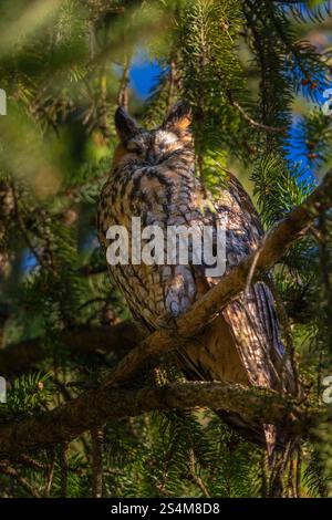 hibou moucheté à longues oreilles assis dans un sapin dense, hibou dort dans la cachette, branches d'épinette entourent l'oiseau de nuit, sieste l'après-midi dans l'arbre, contraste Banque D'Images