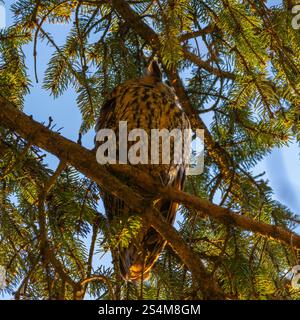 hibou moucheté à longues oreilles assis dans un sapin dense, hibou dort dans la cachette, branches d'épinette entourent l'oiseau de nuit, sieste l'après-midi dans l'arbre, contraste Banque D'Images