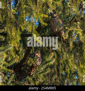 hibou moucheté à longues oreilles assis dans un sapin dense, hibou dort dans la cachette, branches d'épinette entourent l'oiseau de nuit, sieste l'après-midi dans l'arbre, contraste Banque D'Images