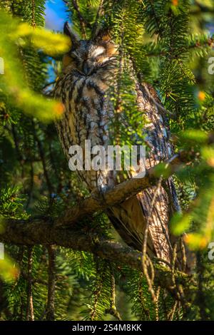 hibou moucheté à longues oreilles assis dans un sapin dense, hibou dort dans la cachette, branches d'épinette entourent l'oiseau de nuit, sieste l'après-midi dans l'arbre, contraste Banque D'Images