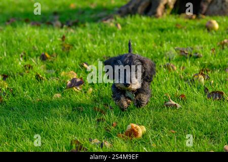 Teckel miniature en cheveux de fil femelle de quatre mois courant à travers l'herbe couverte de feuilles séchées et de pommes pourries dans le soleil d'hiver Banque D'Images