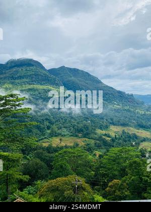 Paysages de Nuwara Eliya Banque D'Images