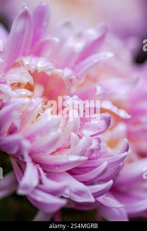 La photographie rapprochée d'un chrysanthème rose orné de gouttelettes d'eau fraîche, mettant en valeur les détails complexes des pétales et les couleurs éclatantes, capture l'automne. » Banque D'Images