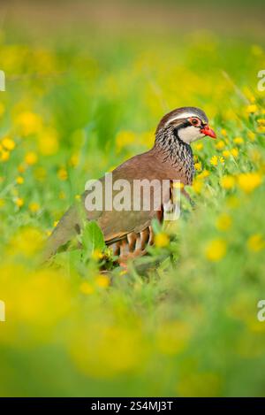 Une perdrix aux pattes rouges se dresse gracieusement au milieu des fleurs sauvages jaunes éclatantes, mettant en valeur son plumage saisissant dont le cadre naturel capture l'essence Banque D'Images