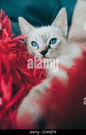 Gros plan d'un chaton ludique aux yeux bleus frappants à côté d'un faisceau de fils rouges, capturant l'essence de la curiosité féline à la maison. Banque D'Images