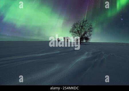 Un spectacle époustouflant des aurores boréales danse au-dessus des plaines enneigées, ponctuées par des arbres isolés sans feuilles et des dérives de neige texturées, painti Banque D'Images