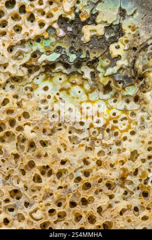 Vue macro de la surface texturée d'une coquille d'ormeau, présentant des motifs naturels complexes, des perforations et des couleurs irisées Un éclat fascinant Banque D'Images