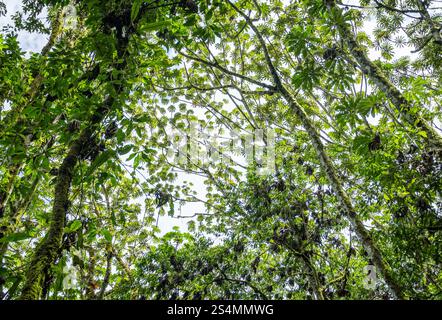 Feuillage vert vibrant à angle bas de la forêt tropicale d'Oxapampa, mettant en valeur la canopée dense et diverses espèces végétales indigènes de l'Amazonie péruvienne. Banque D'Images
