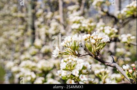 Des pommiers en pleine floraison au printemps, présentant des fleurs blanches vibrantes dans un village suisse pittoresque. Banque D'Images