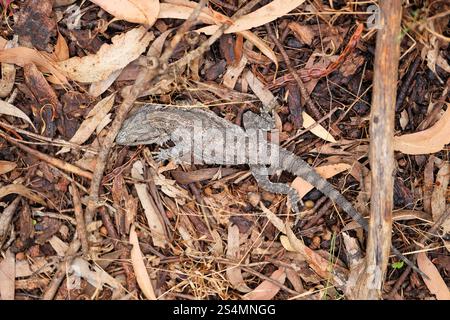 Gros plan du dragon barbu juvénile (Pogona barbata) Australie méridionale Banque D'Images