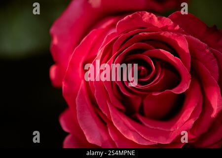 Gros plan de bouton rose ouvert illumed avec la lumière chaude du soleil Banque D'Images