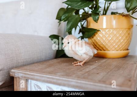 Jaune bébé poussin assis à côté d'une plante Banque D'Images